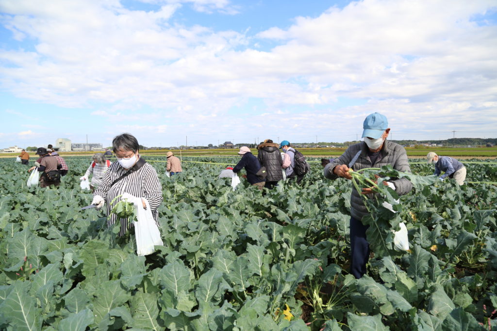 Ｇツーリズムで収穫体験　食味良い野菜が好評