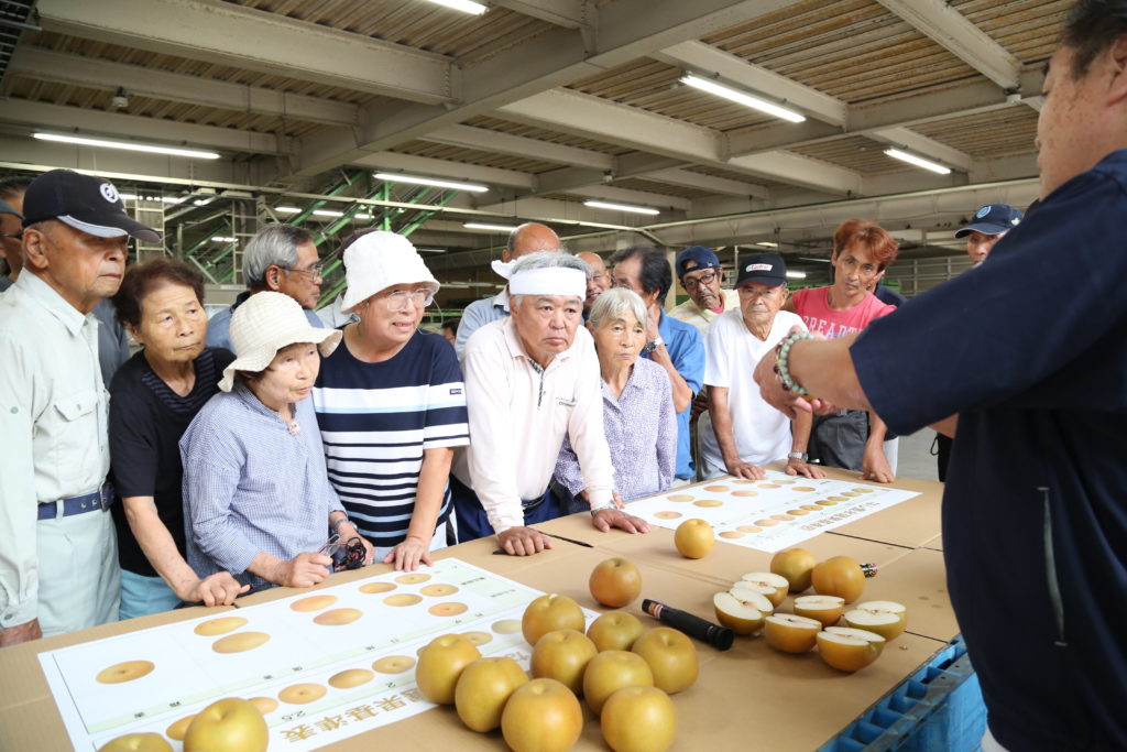 梨　各地で目ぞろえ会　「豊水」適期収穫を