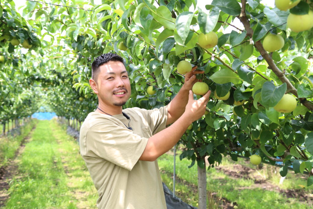 消費者が喜ぶ梨作り　「盛り土式根圏制御栽培」導入