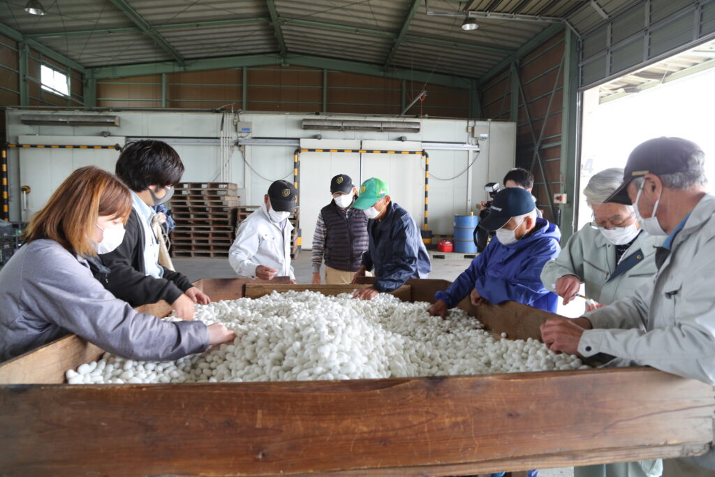 「錦秋鐘和」出荷　製糸工場へ　「選除繭」生産者大忙し　糸が引き締まり、良質に