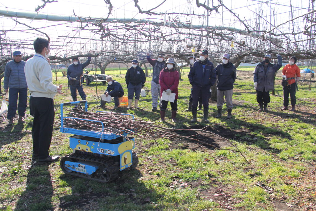 梨「にっこり・あきづき」剪定講習　農業用追従ロボ実演