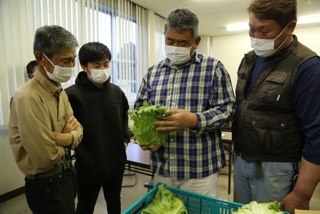 レタス目ぞろえ　大玉傾向も管理徹底