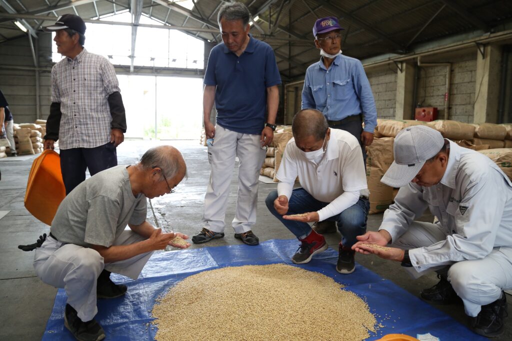 ビール大麦検査　種子用２４７トン見込む