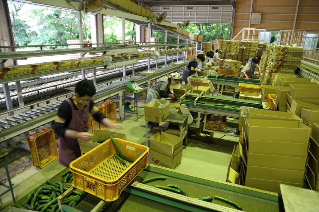 <キュウリ最盛期　技術で生育順調