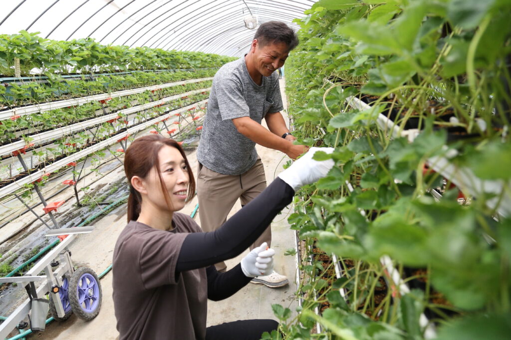 イチゴの担い手育成　県や市町と協議会　生産者が実技指導