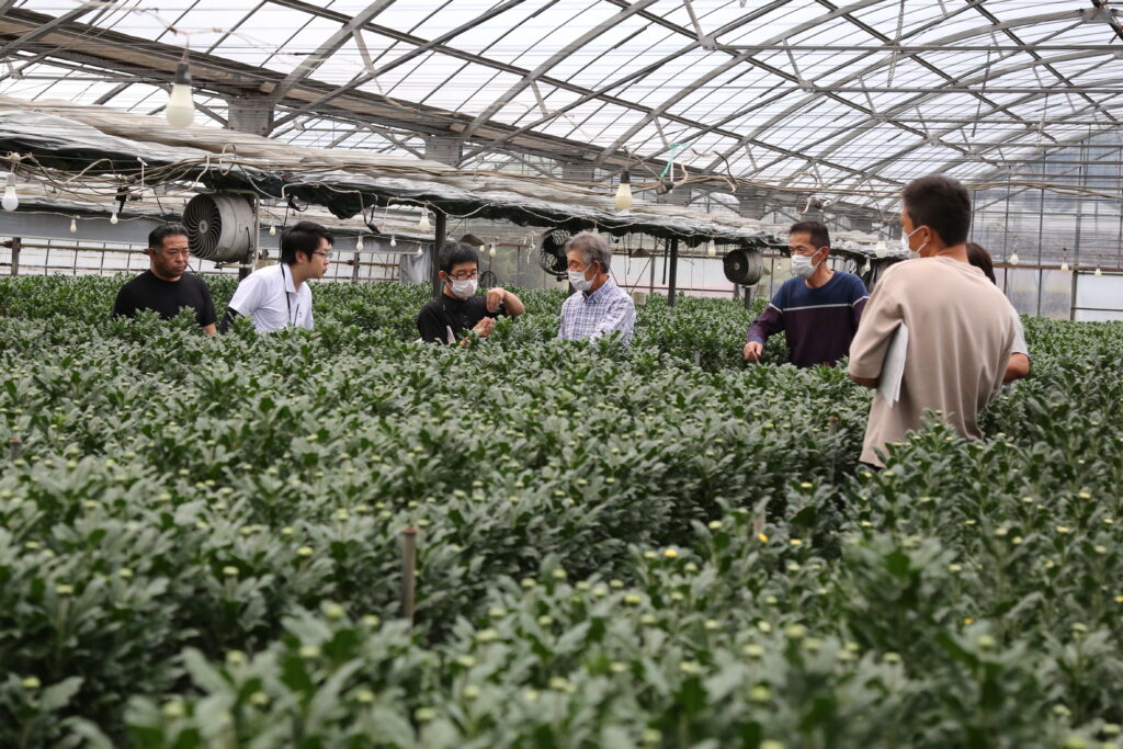 菊の現地検討会　ヨトウ多発注意　