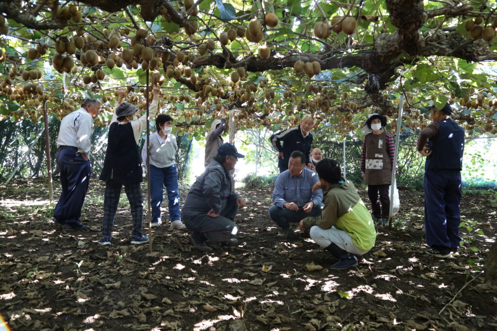 <キウイ１１月出荷へ　カメムシ防除確認