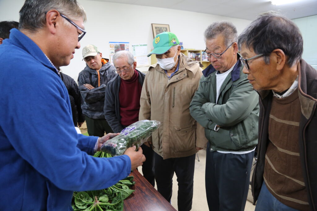 ちぢみホウレンソウ生育は順調　べたがけで高品質