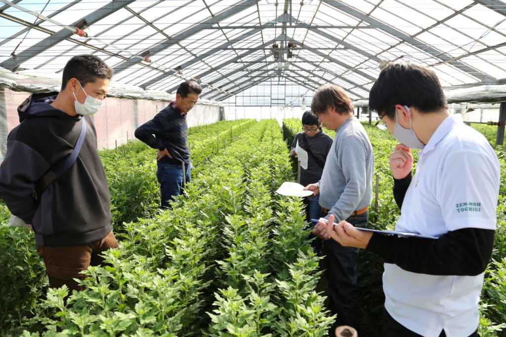 防除と換気で良品質菊を